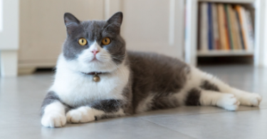 Grey and White Cats Names