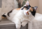 Muted Calico Cat names