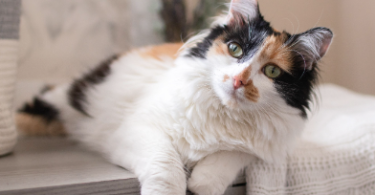 Muted Calico Cat names