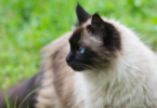 Oriental Names for Siamese Cats