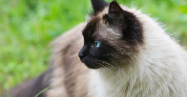 Oriental Names for Siamese Cats