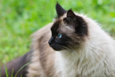 Oriental Names for Siamese Cats