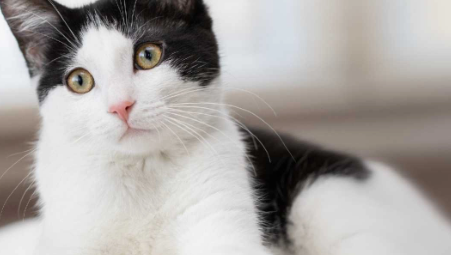 What to Name a Black and White Cat