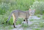 african wild cat names