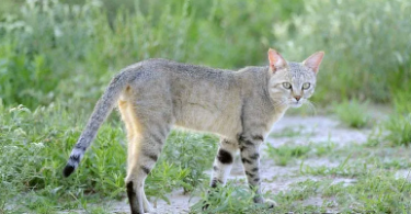 african wild cat names