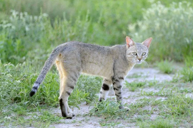 african wild cat names