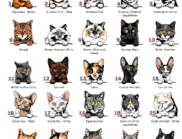 cat names numbered