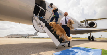 Aviation Names for Dogs