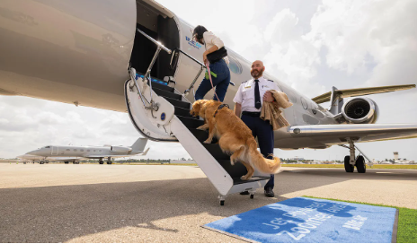 Aviation Names for Dogs