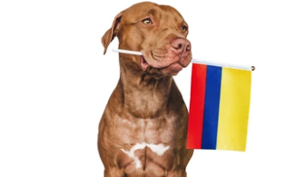 Colombian Dog Names