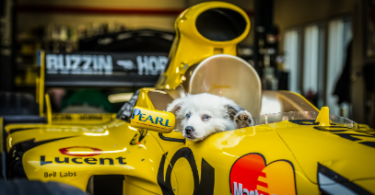 F1 Dog Names