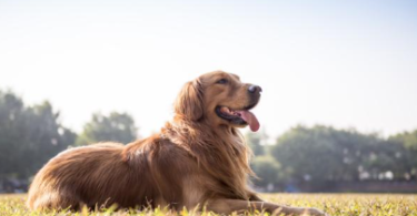 Marathi Dog Names