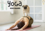 Yoga Dog Names