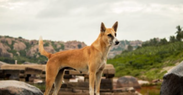 Dog Names in Sanskrit