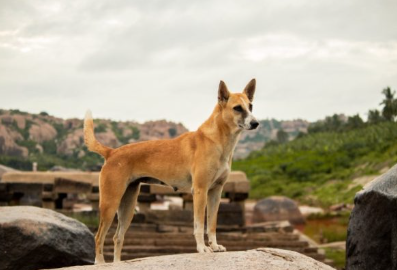 Dog Names in Sanskrit