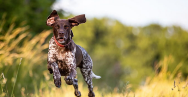 Pointer Dog Names