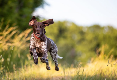 Pointer Dog Names