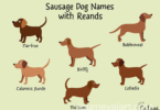 Sausage Dog Names