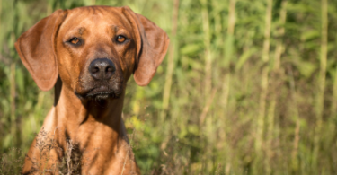 Swahili Dog Names