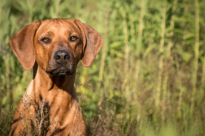 Swahili Dog Names