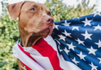 4th of July Dog Names