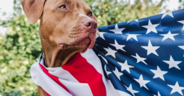 4th of July Dog Names