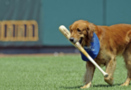 Baseball-Inspired Dog Names