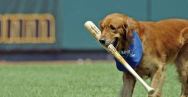 Baseball-Inspired Dog Names