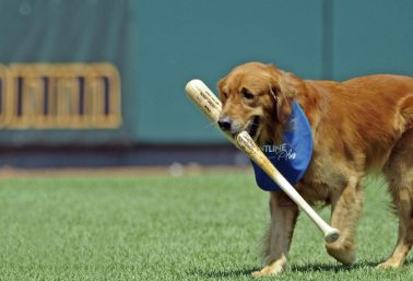 Baseball-Inspired Dog Names