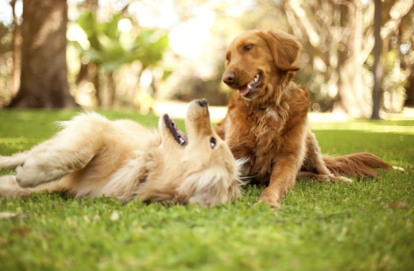 Buddhist Dog Names