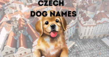 Czech Dog Names