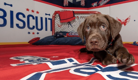 Hockey Dog Names