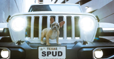 Jeep Dog Names