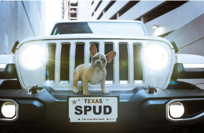 Jeep Dog Names