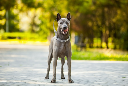 Thai Dog Names