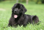 Newfoundland Dog Names