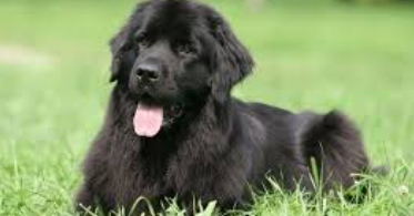 Newfoundland Dog Names