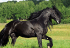 Arabian Horse Names