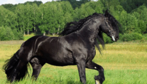 Arabian Horse Names
