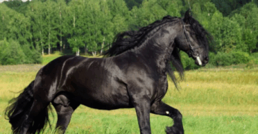 Arabian Horse Names