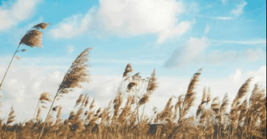 Names That Mean Air