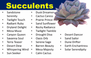Names for Succulent