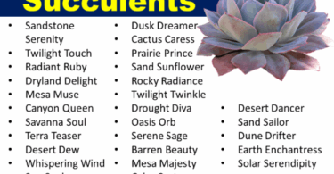 Names for Succulent