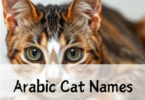 Arabic Cat Names