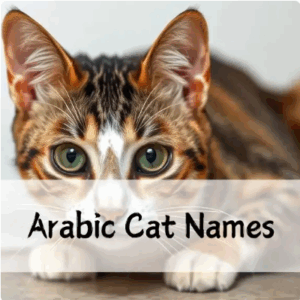 Arabic Cat Names