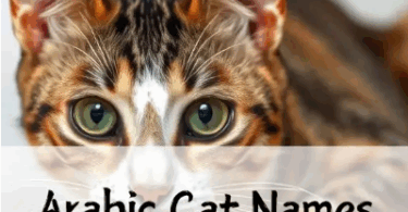Arabic Cat Names