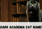 Dark Academia Cat Names