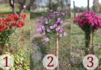 Scegli un bouquet e leggi il messaggio della settimana.