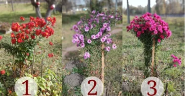 Scegli un bouquet e leggi il messaggio della settimana.