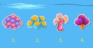 Scegli un corallo e scopri cosa ti aspetta nei prossimi 3 mesi!